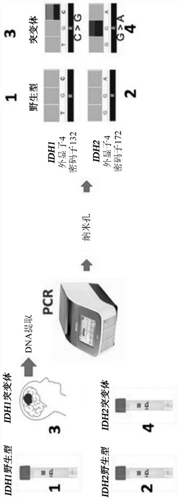 Assessment of diffuse glioma and responsiveness to therapy using synchronized marker detection