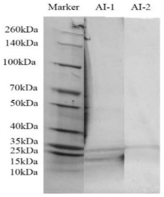 A kind of α-amylase inhibitor and its preparation process and application