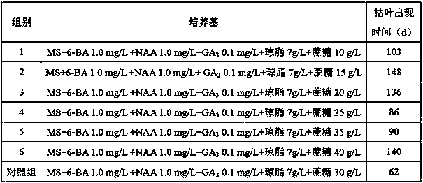 Culture method for prolonging storage period of kiwi fruit tissue culture seedlings