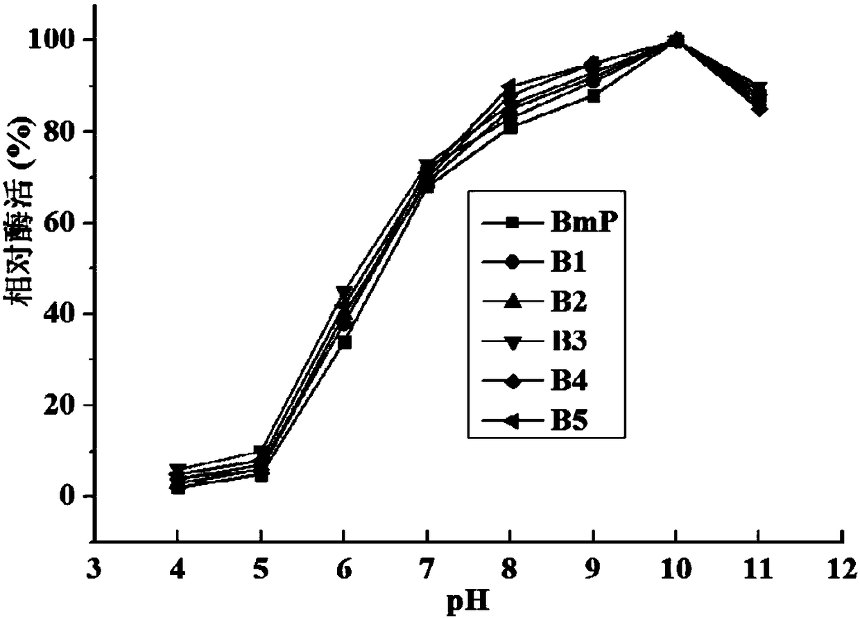 Alkaline protease mutant with improved specific activity and coding gene of alkaline protease mutant