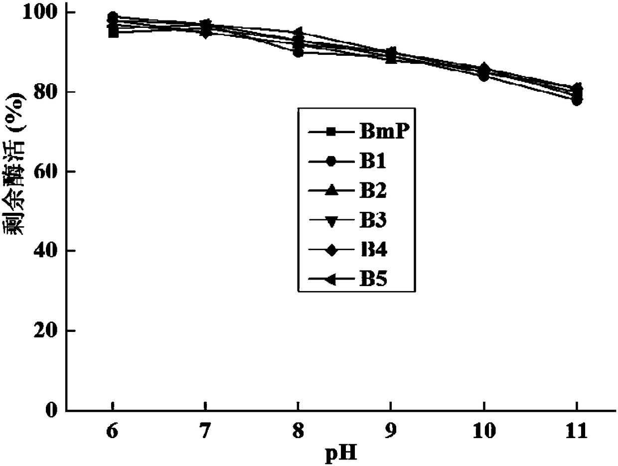 Alkaline protease mutant with improved specific activity and coding gene of alkaline protease mutant