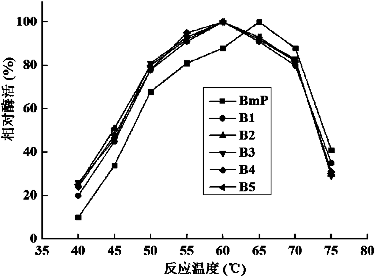 Alkaline protease mutant with improved specific activity and coding gene of alkaline protease mutant