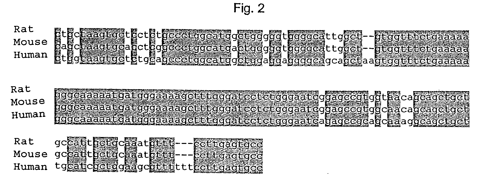 Regulatory elements in the 5' region of the VR1 gene