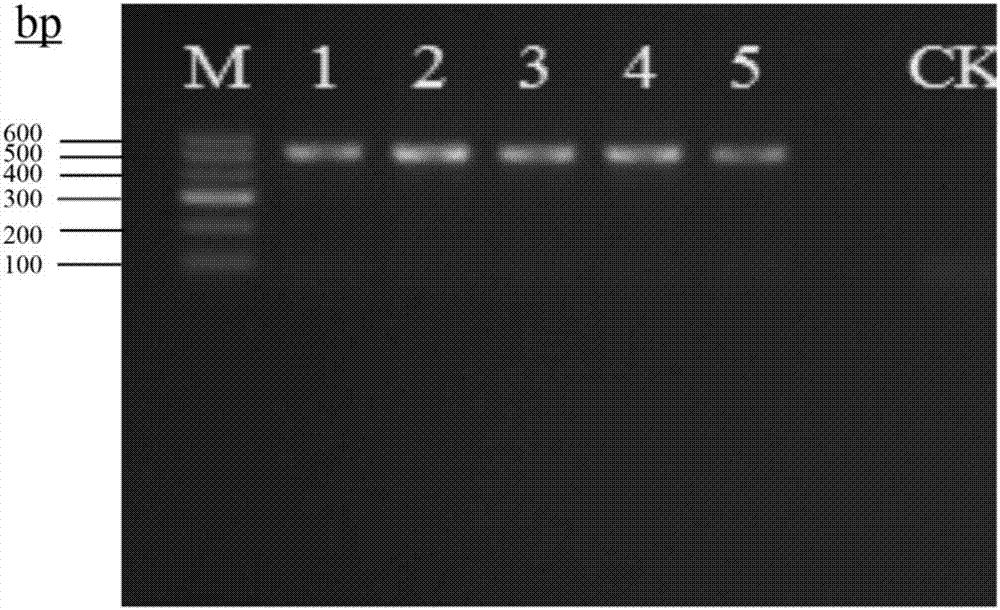 Nymphaea hybrid extract and application of nymphaea hybrid extract composition to prevention obesity and improvement of intestinal flora