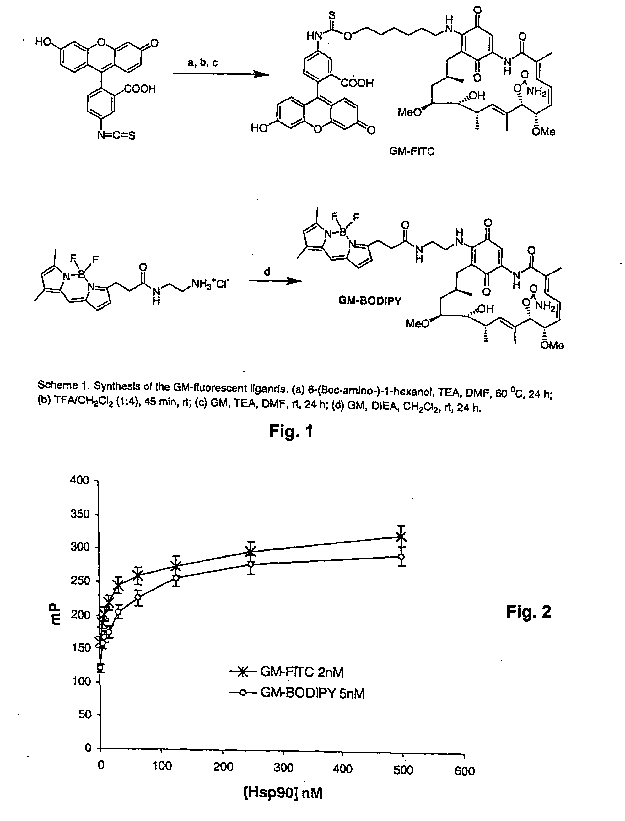 Assays for detection of bioactive compounds that interact with heat shock protein 90