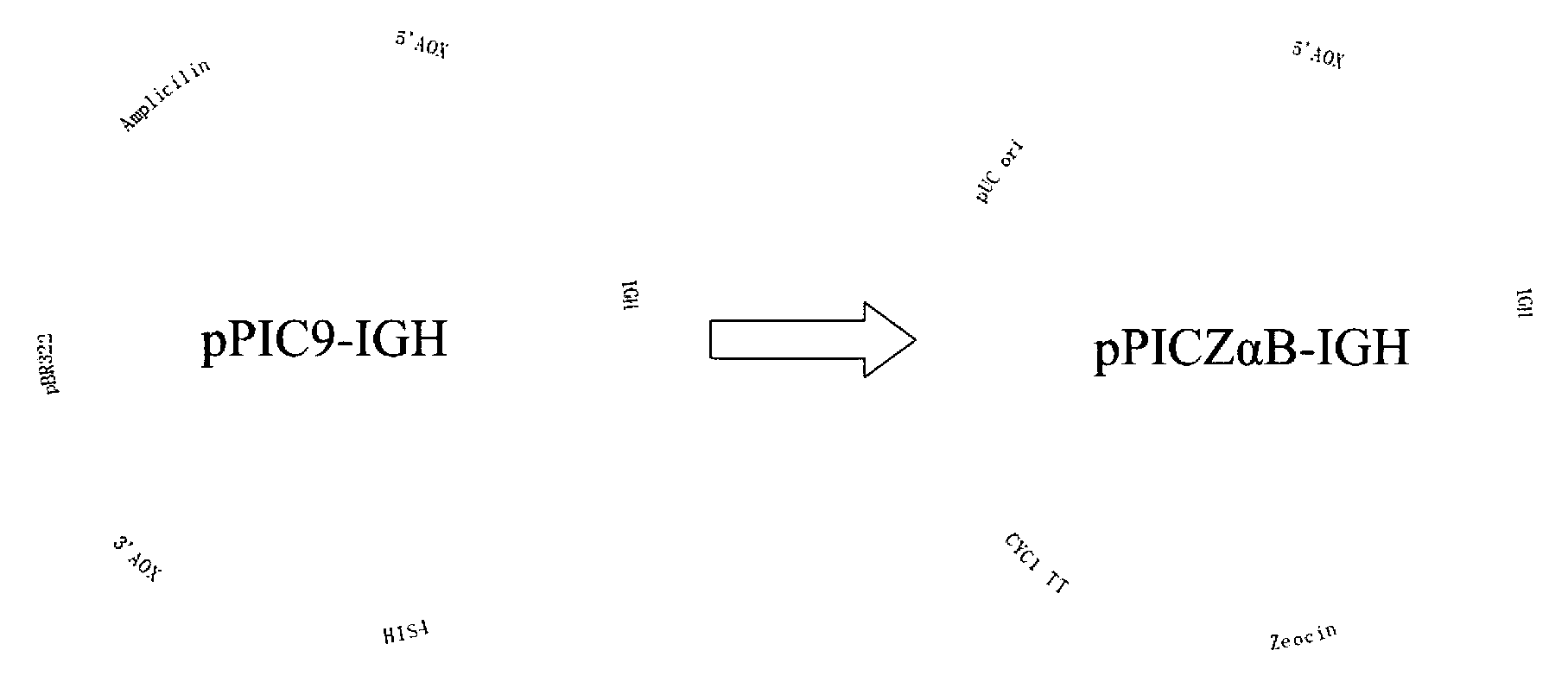 Expression system of fusion protein from human serum albumin and interleukin-1 receptor antagonist