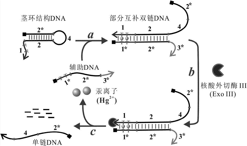 Ultra-sensitive detection method of mercury ions and detection kit