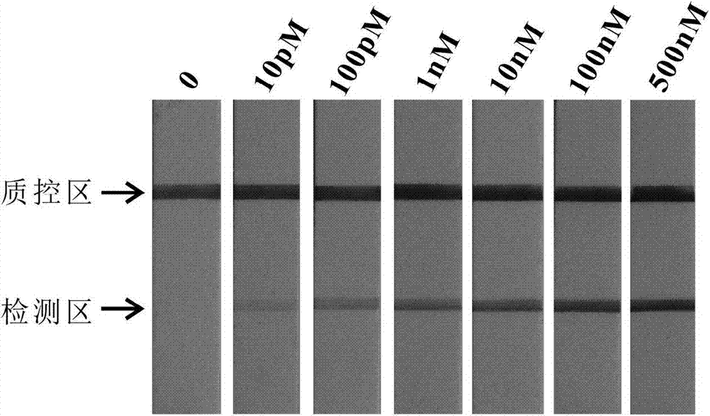 Ultra-sensitive detection method of mercury ions and detection kit