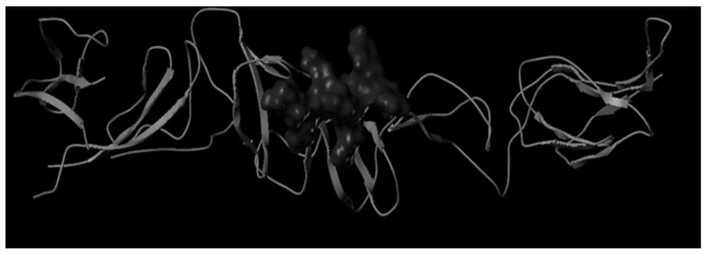 An affinity peptide capable of binding to classical swine fever virus e2 protein and its application