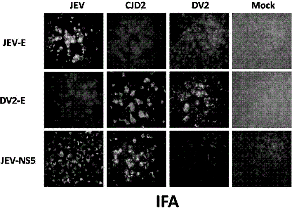 JE/Dengue Chimeric Virus Using Attenuated JE Virus Strain as Gene Skeleton and Its Application