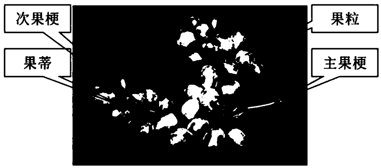 A region segmentation method for naturally placing grape bunch pedicel by machine vision