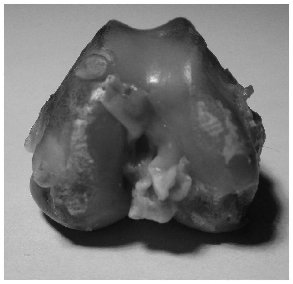 Application of arabinoxylan sulfonate in preparation of medicine for treating osteoarthritis