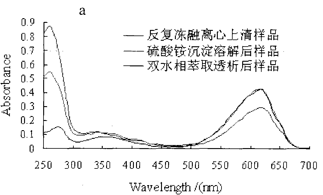 Preparation and application of phycocyanin extract