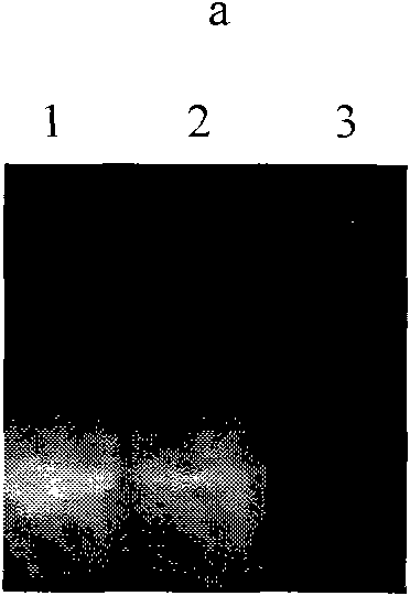 Preparation and application of phycocyanin extract