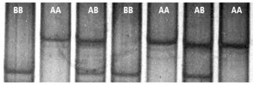 The method and application of detection of insertion-deletion polymorphism of sheep fth-1 gene by pcr-sscp