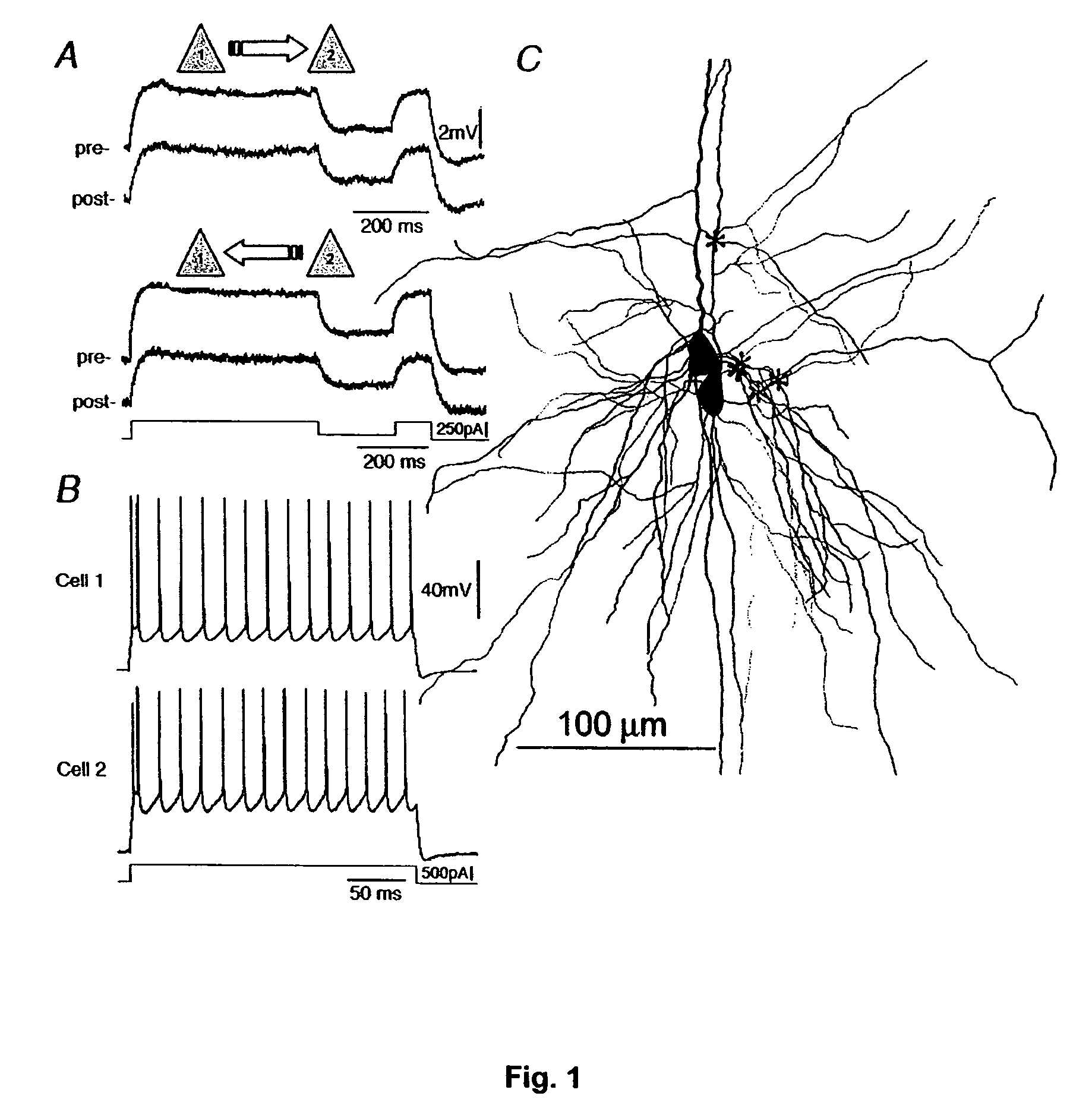 Reversible inhibition of pyramidal gap junction activity