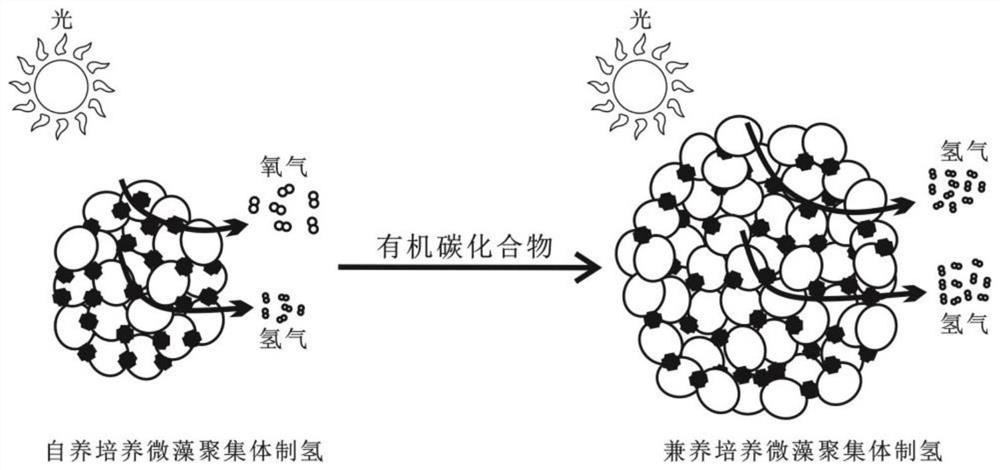 Preparation method and application of long-acting microalgae biological hydrogen production system