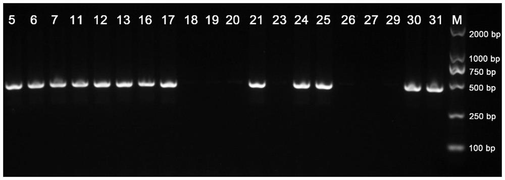 Primer pairs and kit for identifying mating type of Coriolopsis trogii protoplast monokaryon and application of primer pairs