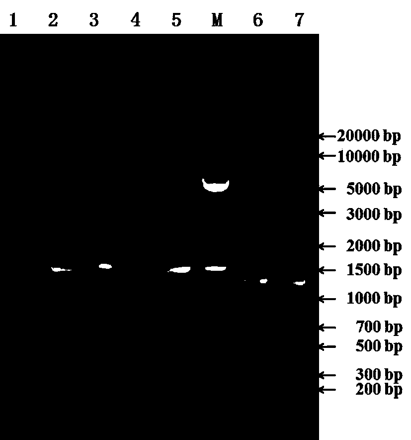 Whole genome sequence of foot and mouth disease virus artificial attenuated virus strain B, and primer and application thereof