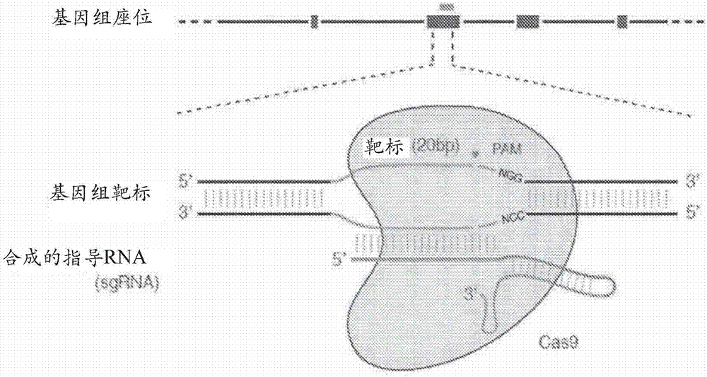 Delivery and use of the crispr-cas systems, vectors and compositions for hepatic targeting and therapy