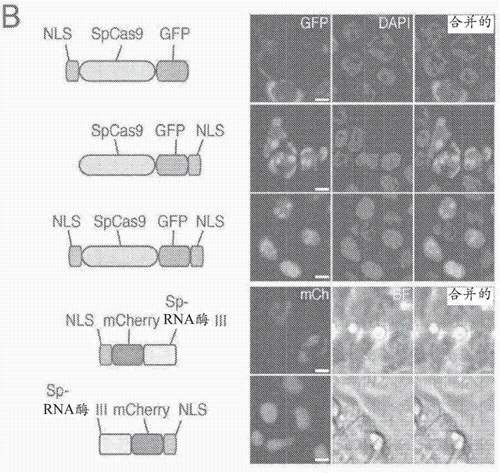 Delivery and use of the crispr-cas systems, vectors and compositions for hepatic targeting and therapy