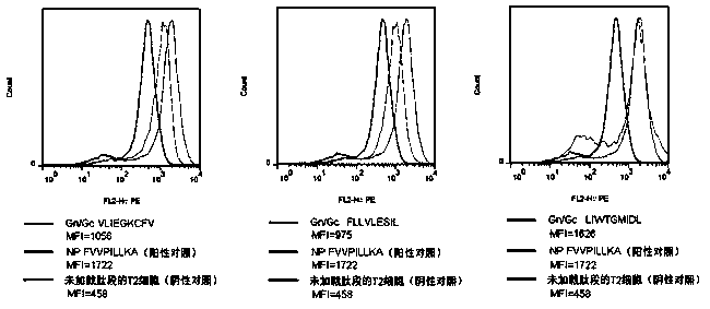 CTL epitope peptide of HTNV-Gn/Gc specificity and polymer and application thereof