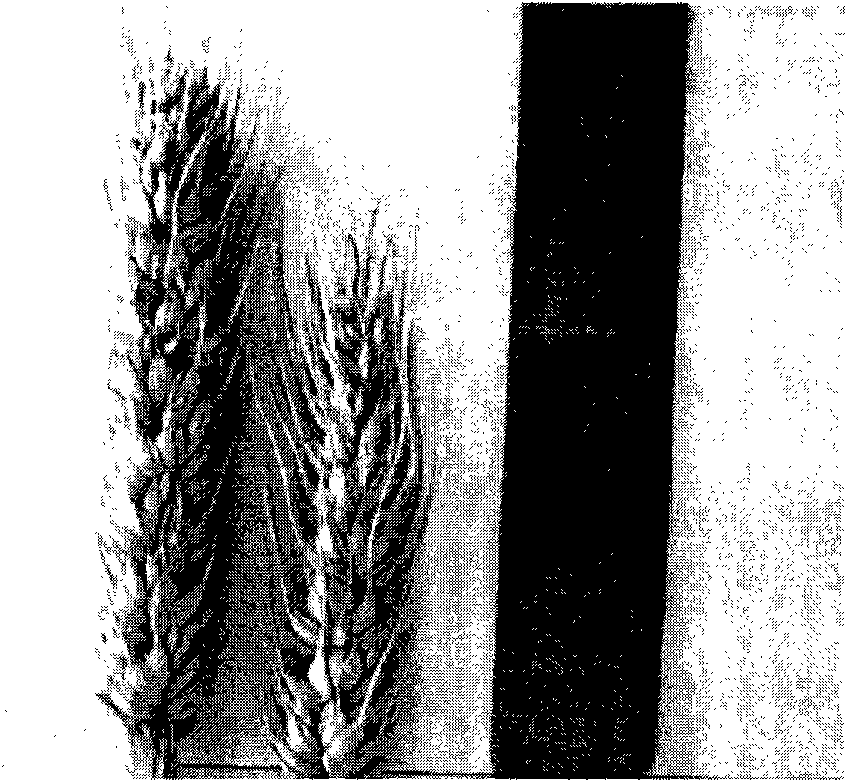 Method for breeding wheat resisting short-stalk powdery mildew