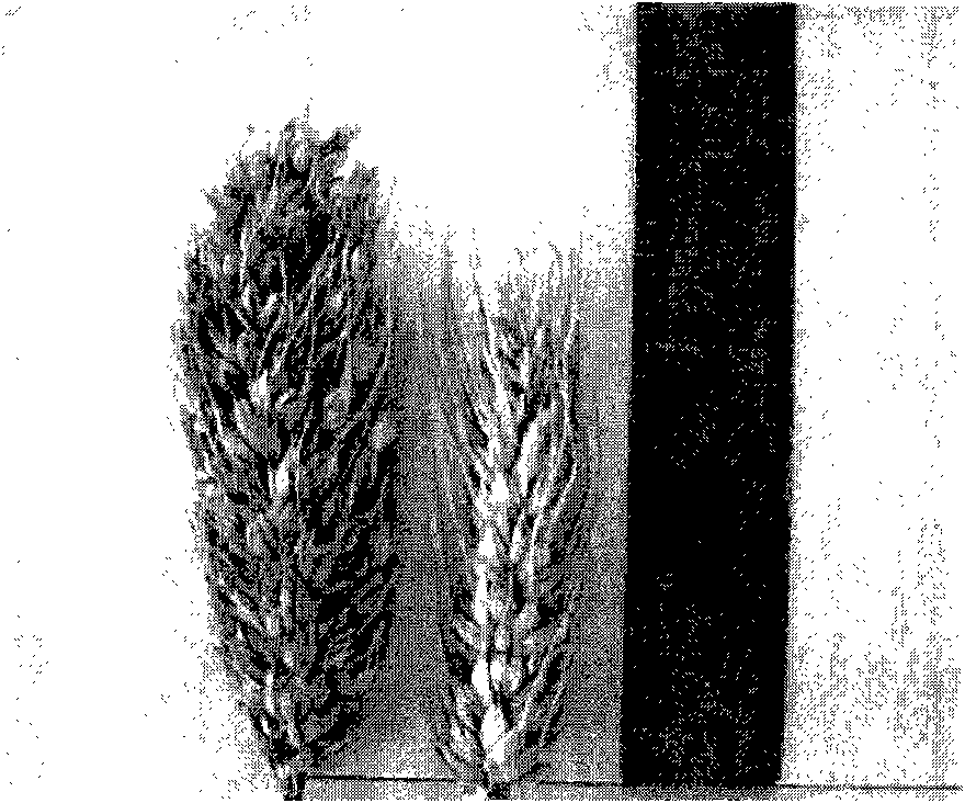 Method for breeding wheat resisting short-stalk powdery mildew