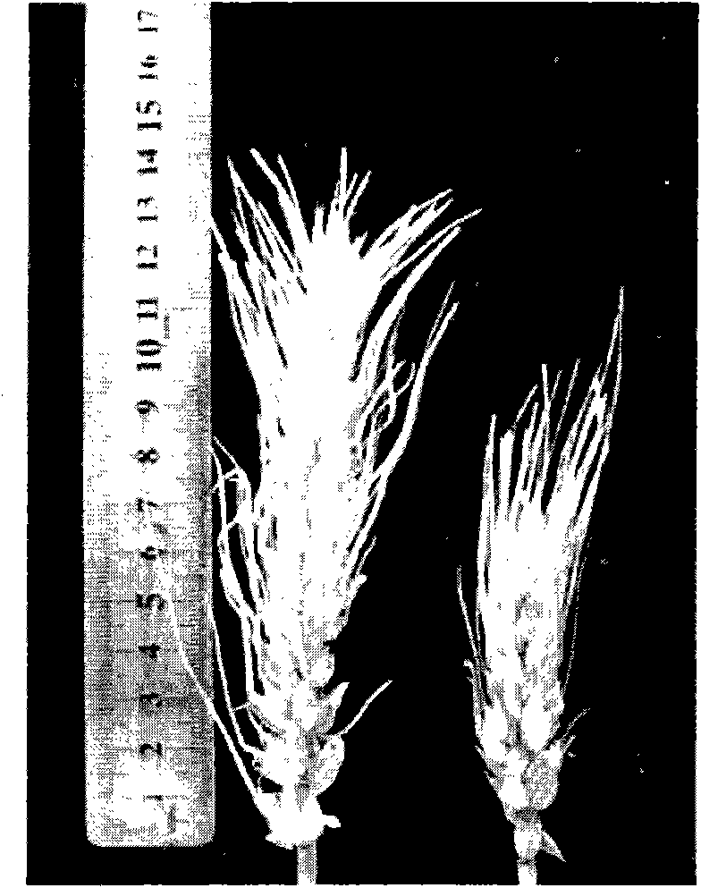 Method for breeding wheat resisting short-stalk powdery mildew