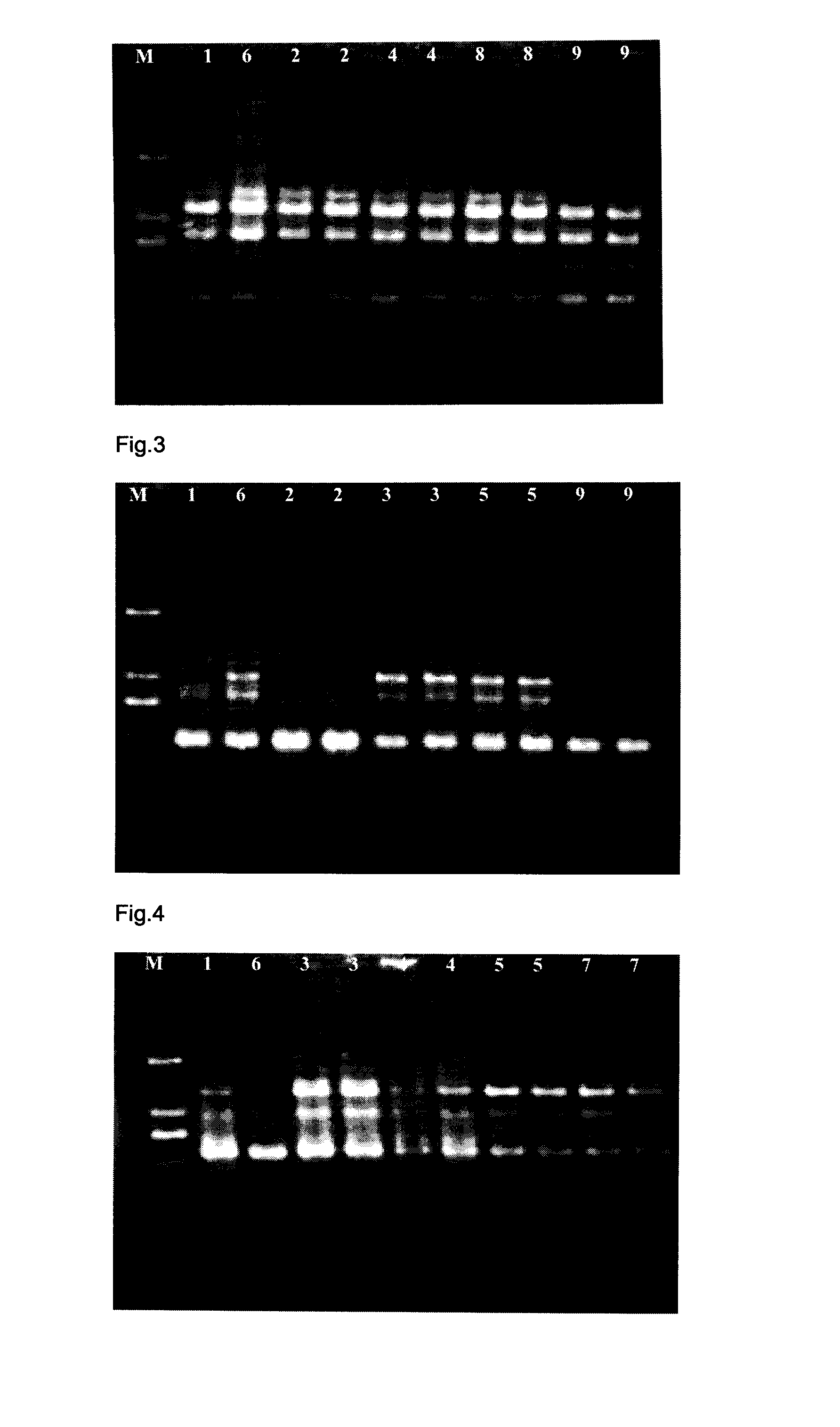 High Rebaudioside-A Plant and Methods of Producing the Same and Uses Thereof