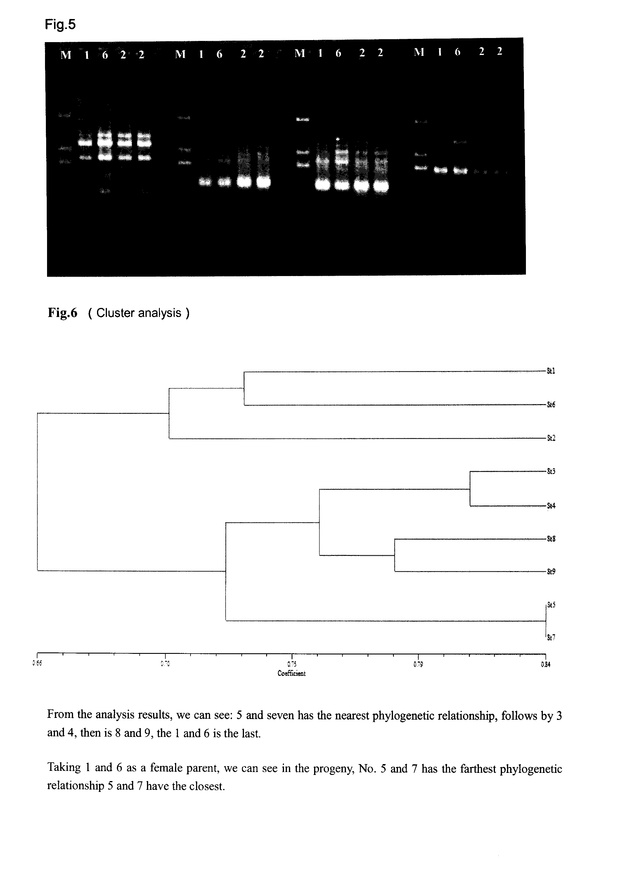 High Rebaudioside-A Plant and Methods of Producing the Same and Uses Thereof