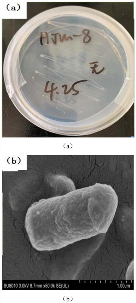 Rhodococcus ruber HJM-8 capable of efficiently degrading dimethylacetamide and application of rhodococcus ruber HJM-8