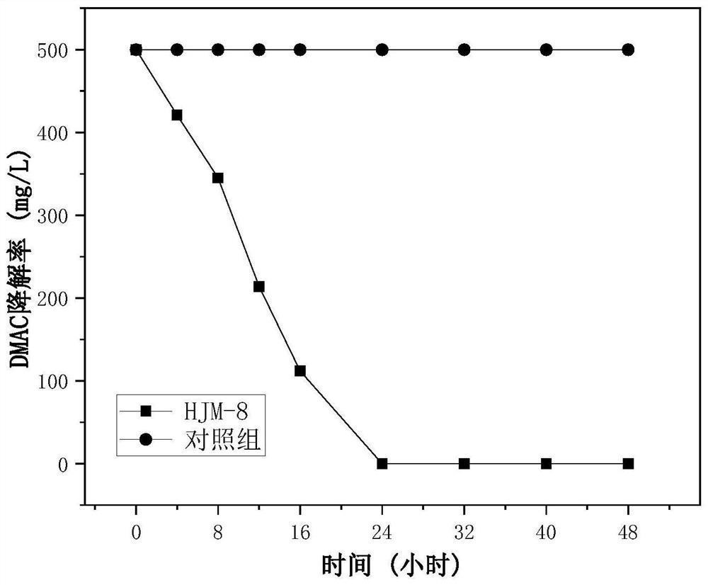 Rhodococcus ruber HJM-8 capable of efficiently degrading dimethylacetamide and application of rhodococcus ruber HJM-8