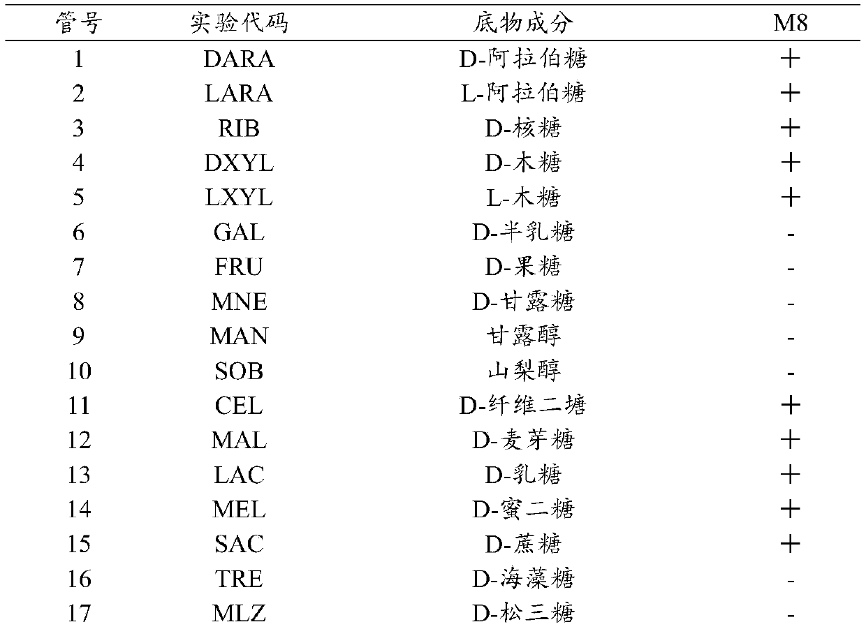 Bifidobacterium lactis M8 separated from breast milk and application thereof