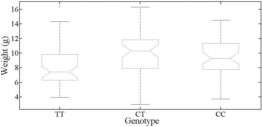 Molecular marker related to growth of litopenaeus vannamei and application thereof