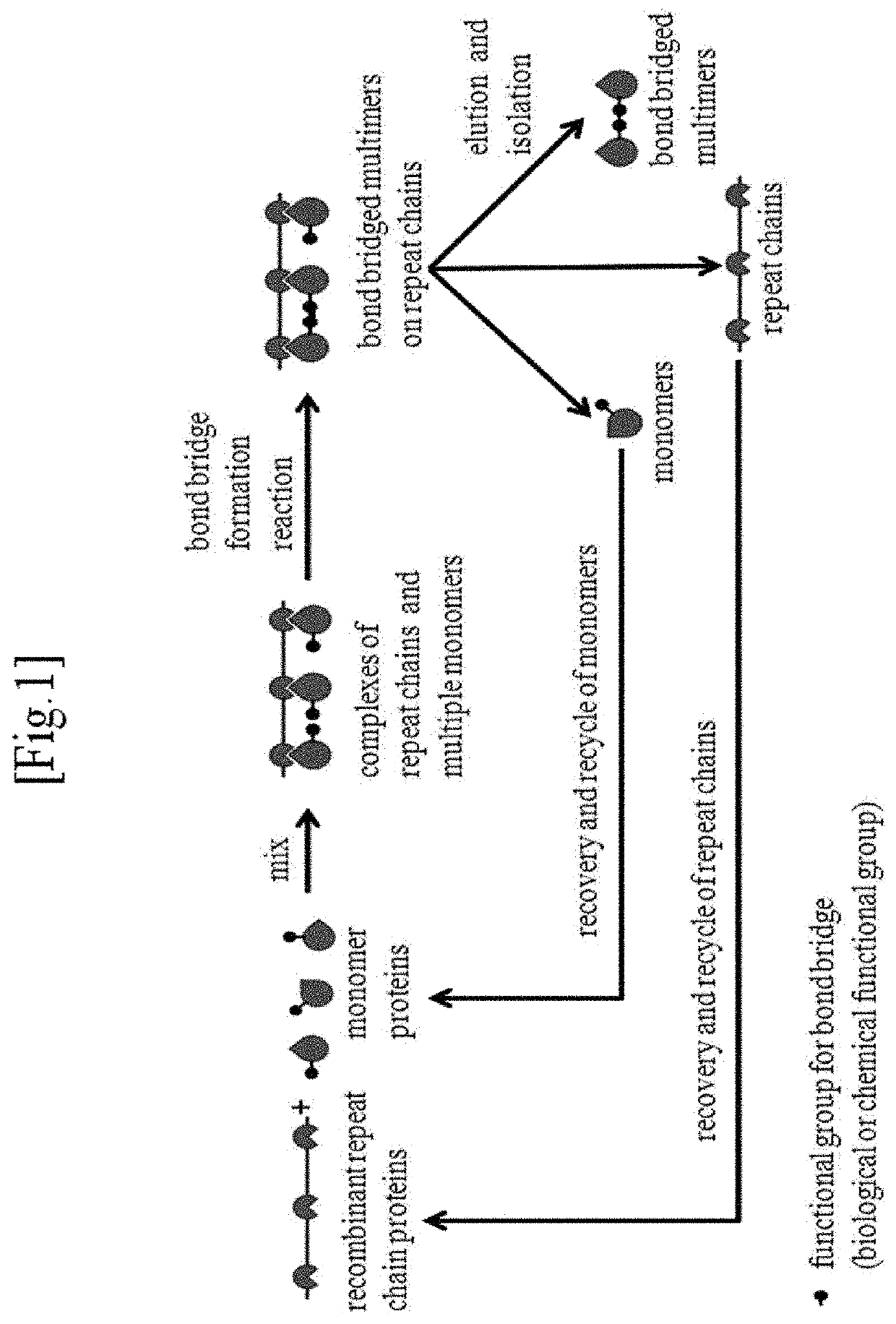 Repeat-chain for the production of dimer, multimer, multimer complex and super-complex