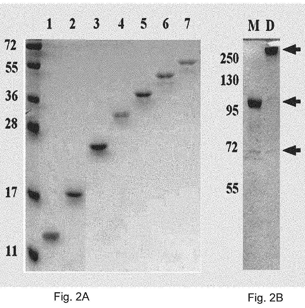 Repeat-chain for the production of dimer, multimer, multimer complex and super-complex