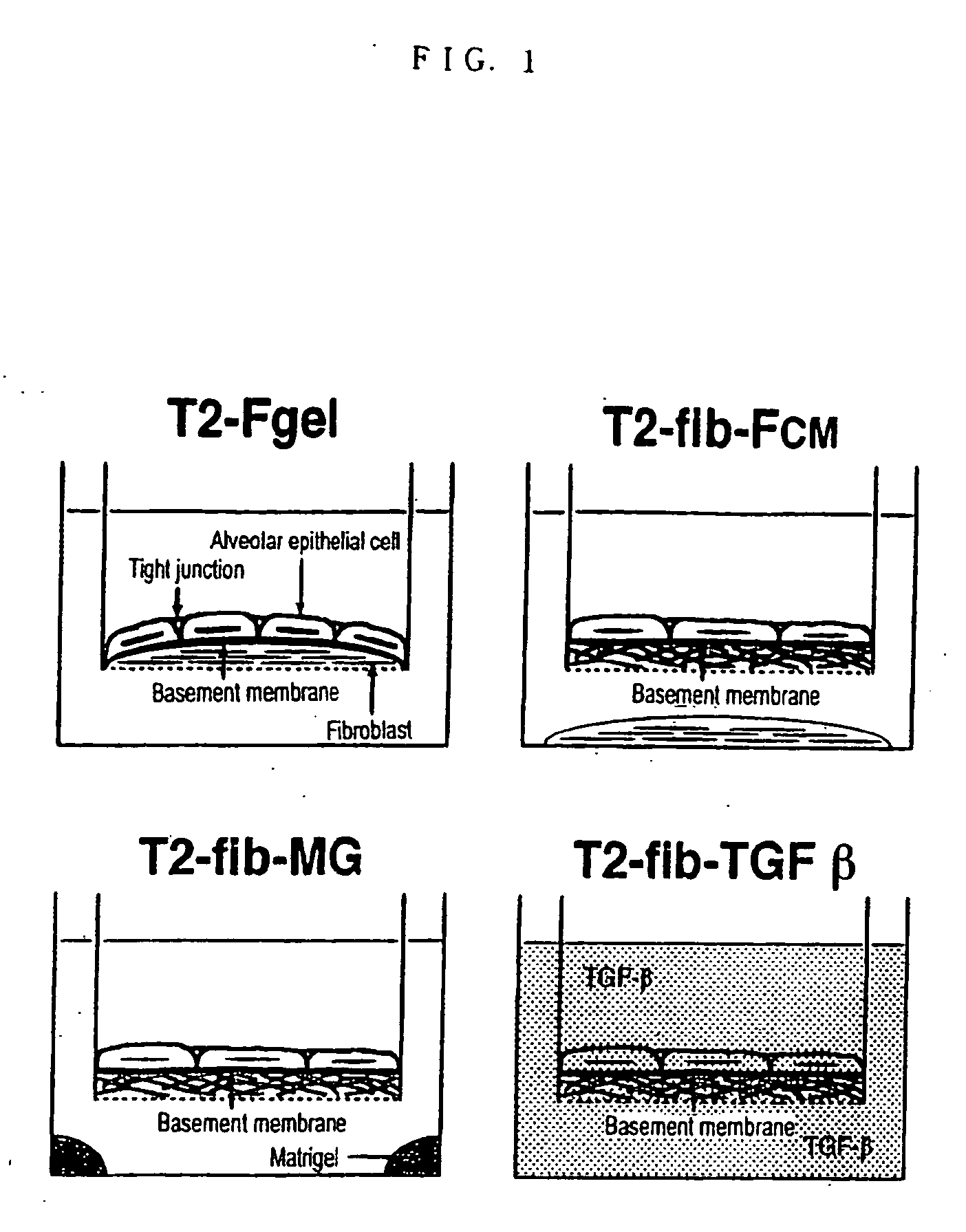 Method of preparing basement membrane, method of constructing basement membrane specimen, reconstituted artificial tissue using the basement membrane specimen and process for producing the same