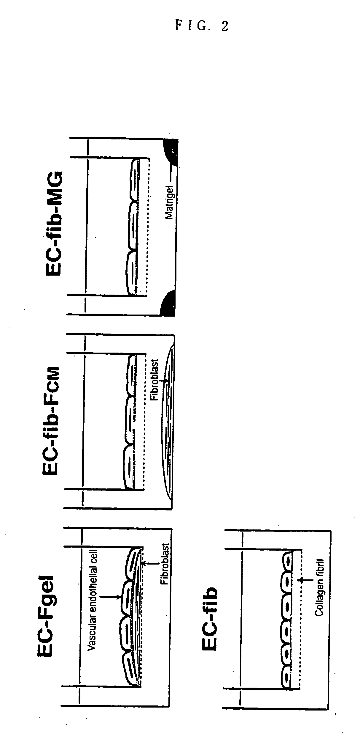 Method of preparing basement membrane, method of constructing basement membrane specimen, reconstituted artificial tissue using the basement membrane specimen and process for producing the same