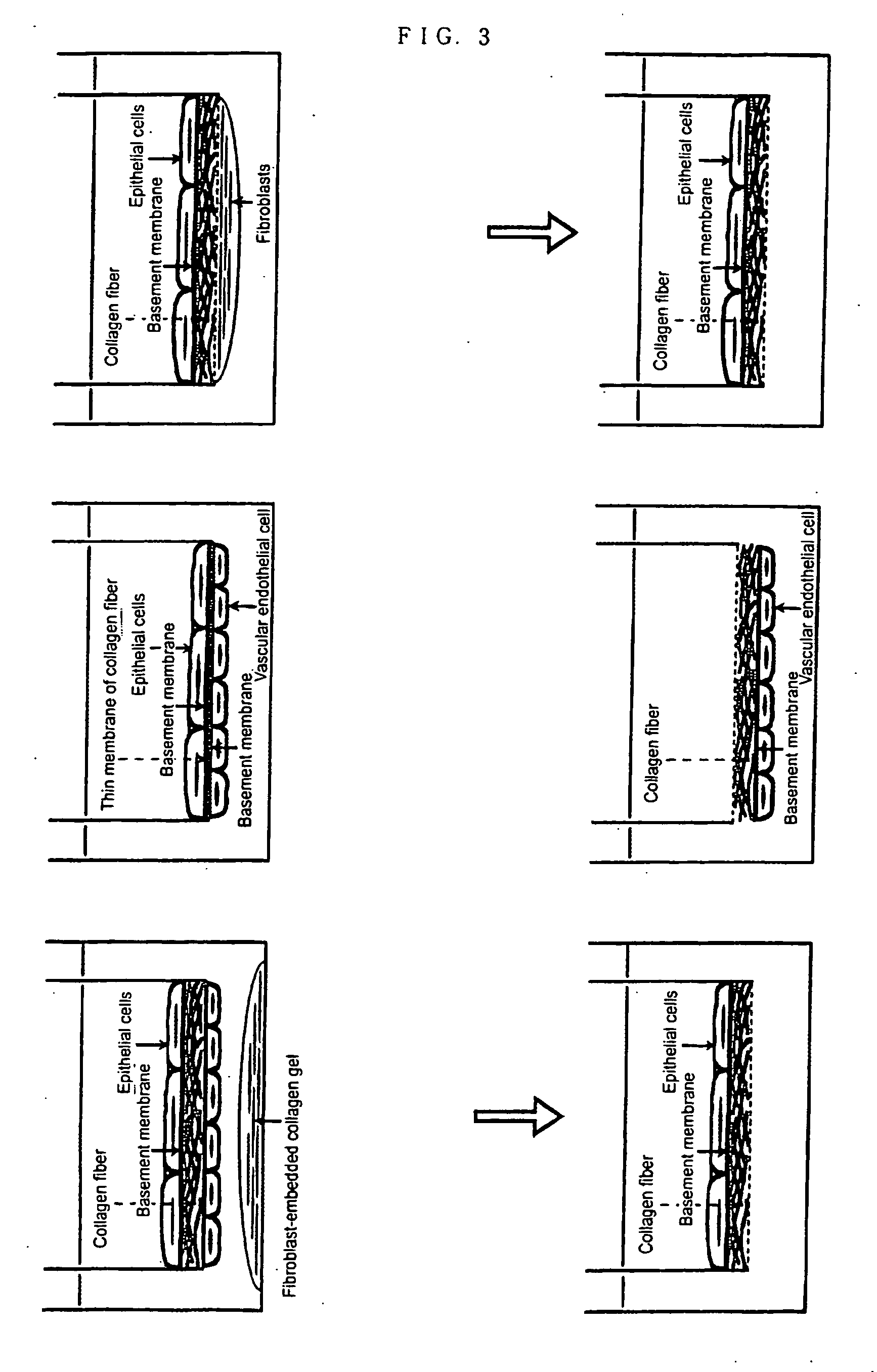 Method of preparing basement membrane, method of constructing basement membrane specimen, reconstituted artificial tissue using the basement membrane specimen and process for producing the same