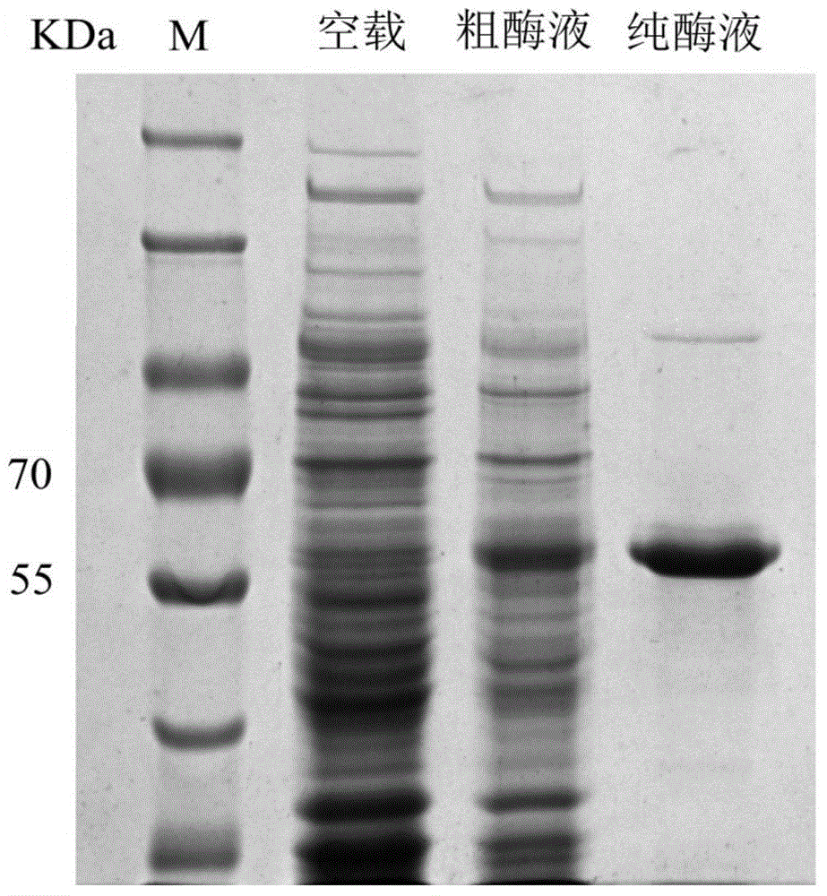 Alpha-L-arabinofuranosidase and application thereof in preparing ginsenoside Rd