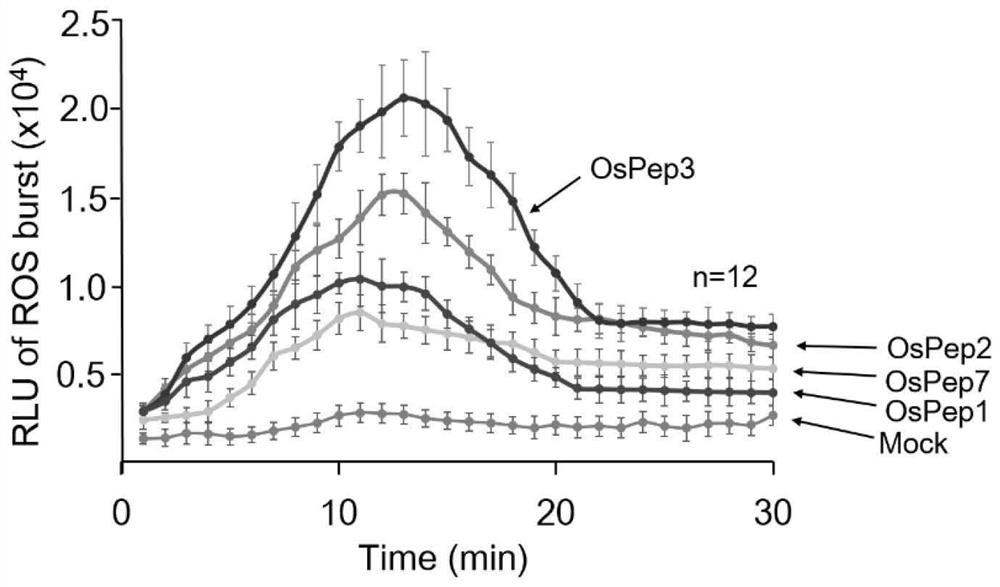 Polypeptide immune activator for improving insect resistance and disease resistance of rice