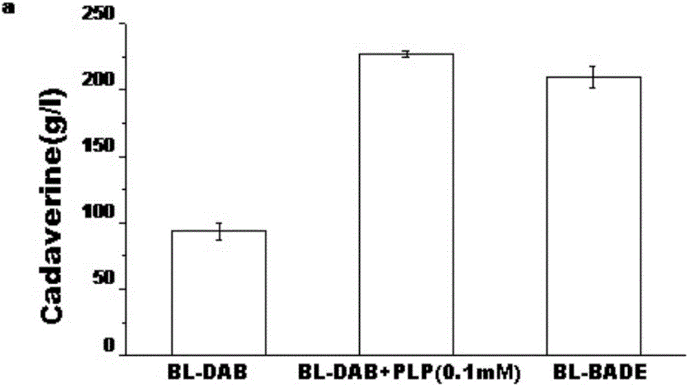 Genetically engineered bacteria and application of genetically engineered bacteria in production of 1,5-pentanediamine