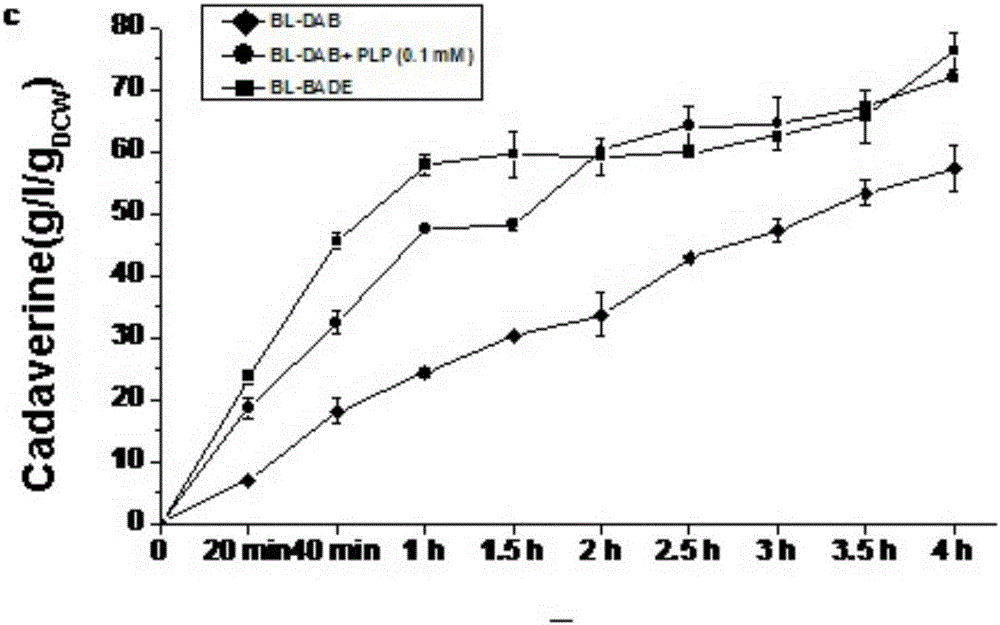 Genetically engineered bacteria and application of genetically engineered bacteria in production of 1,5-pentanediamine