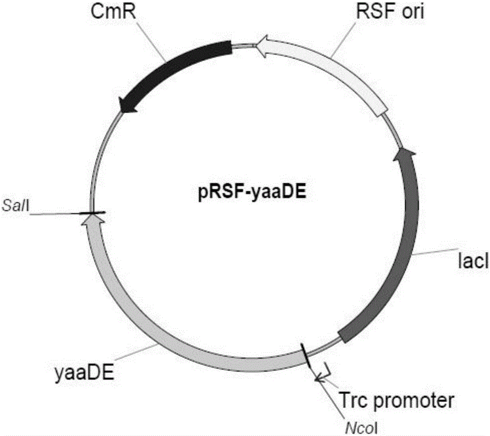 Genetically engineered bacteria and application of genetically engineered bacteria in production of 1,5-pentanediamine