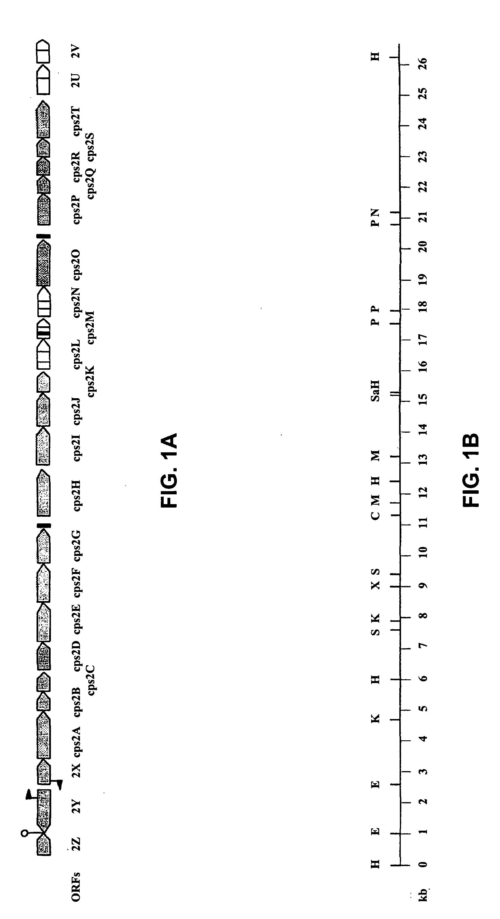 <i>Streptococcus suis </i>vaccines and diagnostic tests