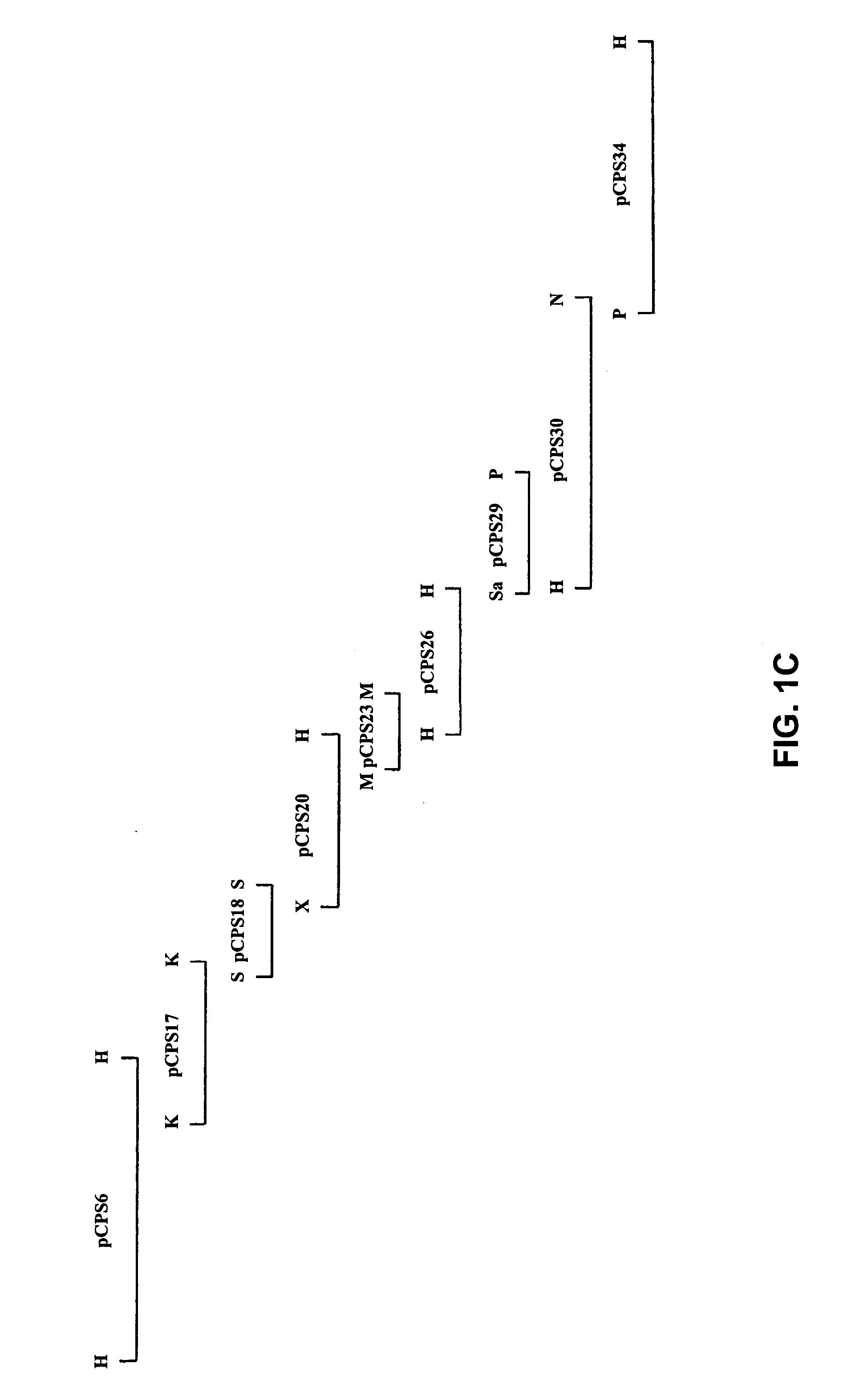 <i>Streptococcus suis </i>vaccines and diagnostic tests