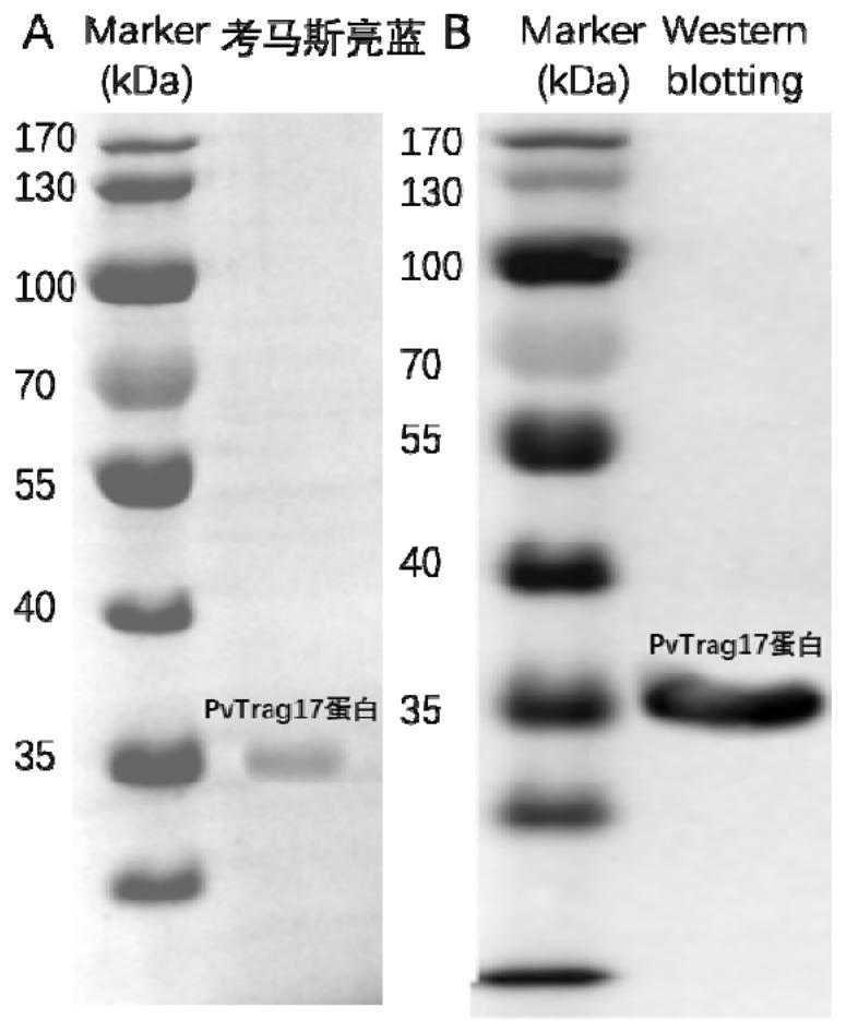 A kind of anti-tumor protein and its application