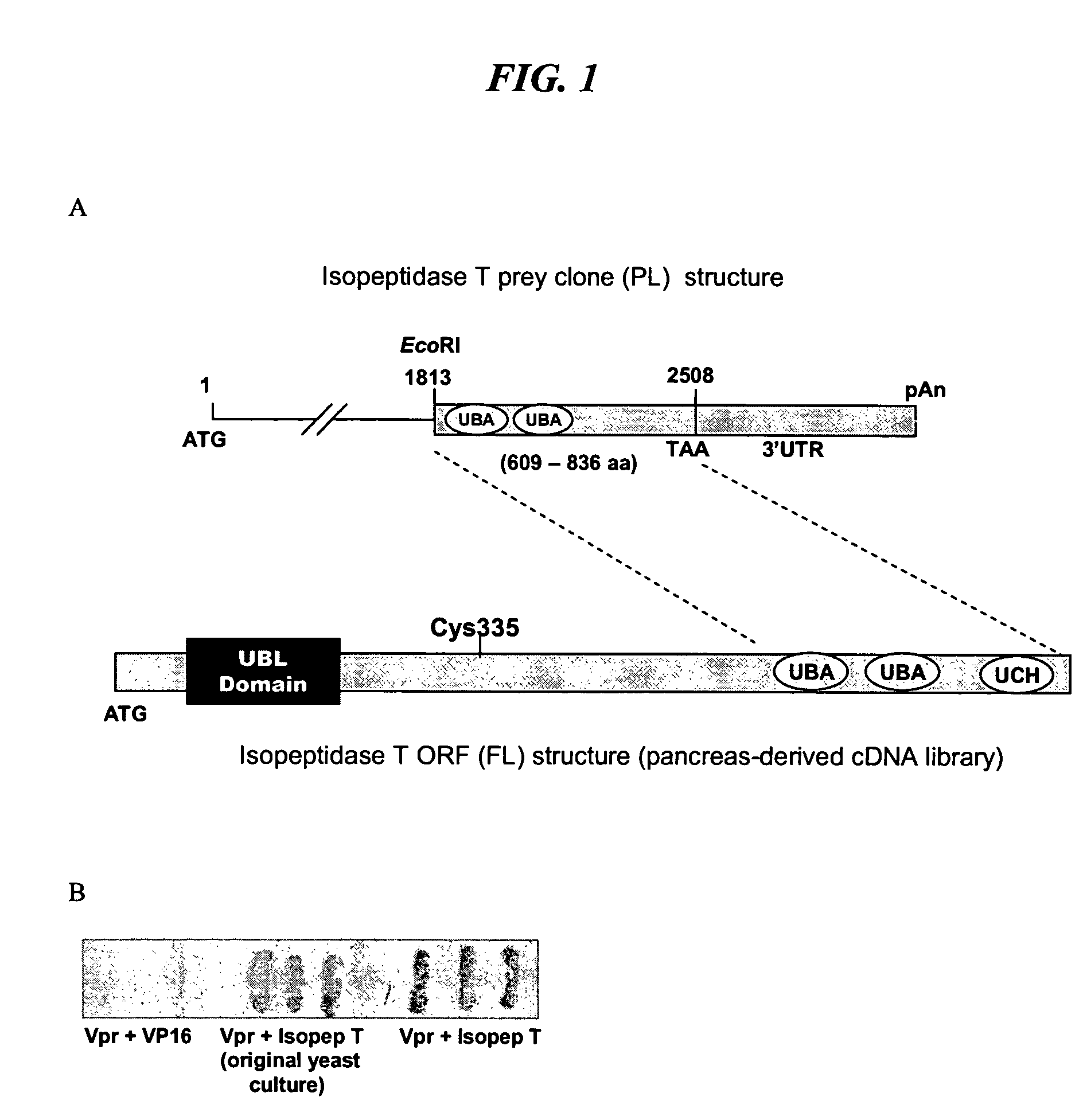 Methods and compositions for inhibiting HIV infection