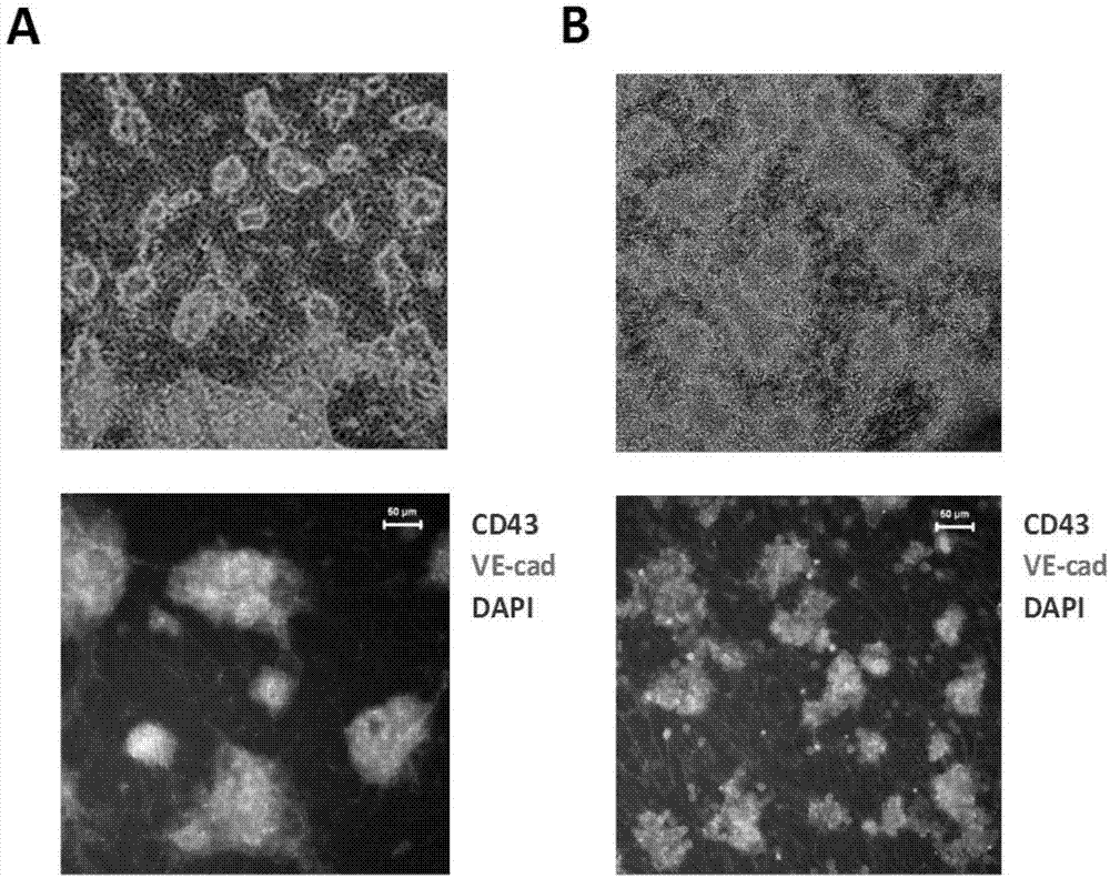 Pluripotent stem cells directional differentiation method